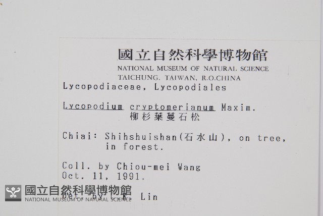 柳杉葉蔓石松藏品圖，第2張