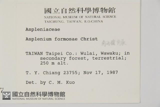 南海鐵角蕨藏品圖，第2張