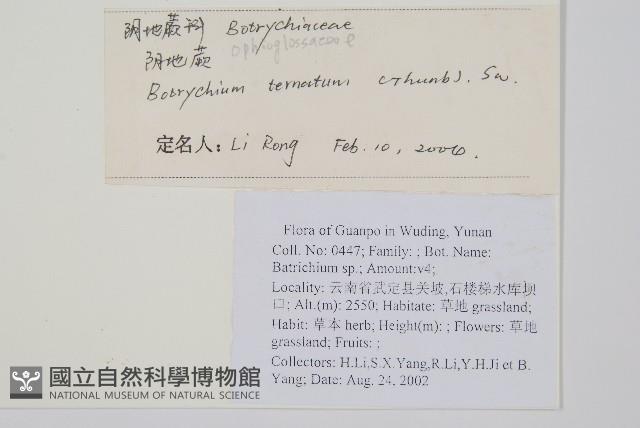 大陰地蕨、大羽陰地蕨藏品圖，第2張