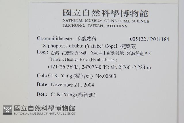 梳葉蕨藏品圖，第1張