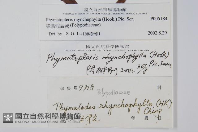 岡本氏茀蕨藏品圖，第2張