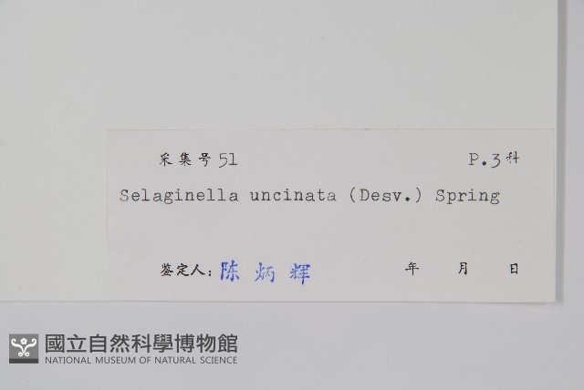 翠雲草、藍草藏品圖，第2張