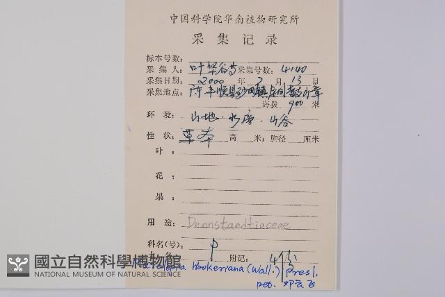 虎克氏鱗蓋蕨藏品圖，第2張