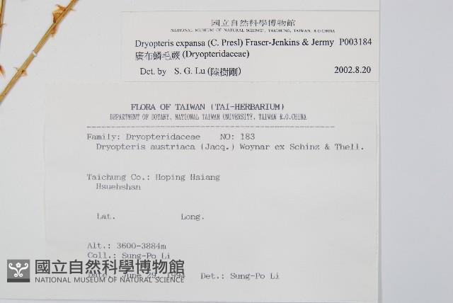 廣布鱗毛蕨藏品圖，第2張