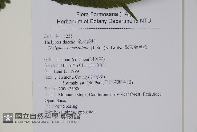 截葉金星蕨藏品圖，第2張