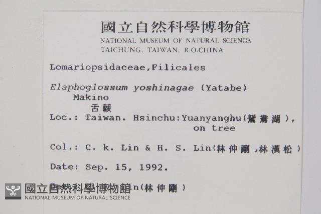 垂葉舌蕨藏品圖，第2張