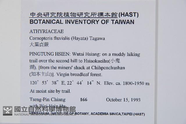 大葉貞蕨藏品圖，第2張