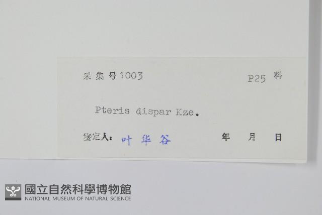 天草鳳尾蕨藏品圖，第2張