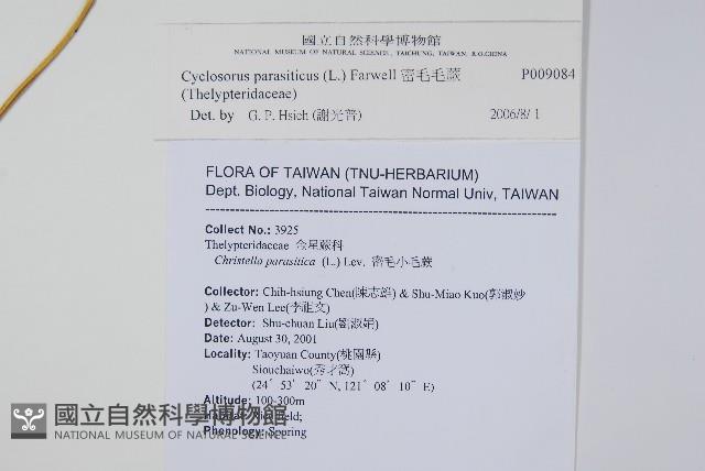 密毛毛蕨藏品圖，第2張