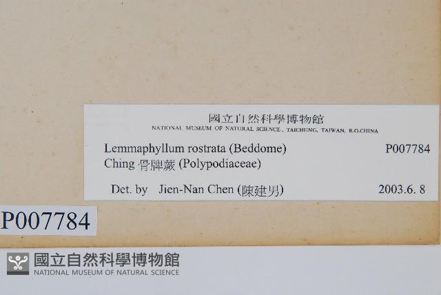 骨牌蕨藏品圖，第2張