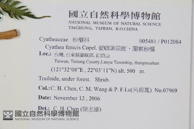 蘭嶼筆筒樹、蘭嶼桫欏藏品圖，第5張