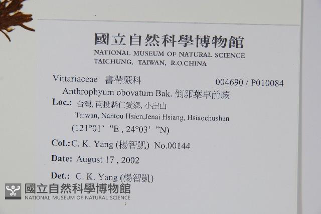 車前蕨藏品圖，第2張