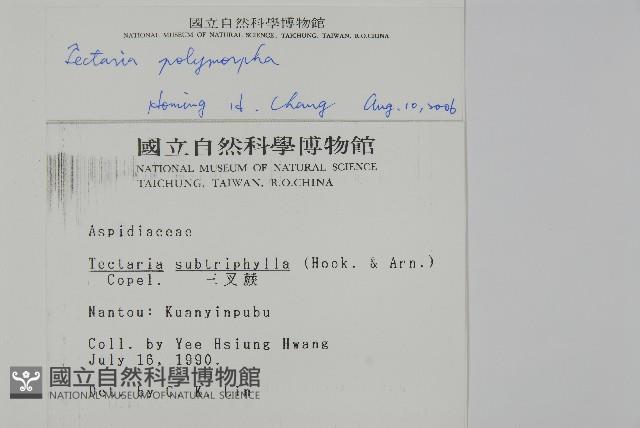 南投三叉蕨藏品圖，第2張