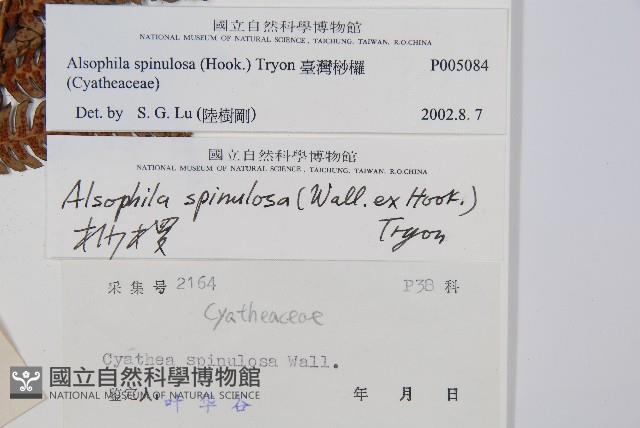 臺灣桫欏藏品圖，第2張