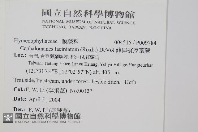 菲律賓厚葉蕨藏品圖，第2張