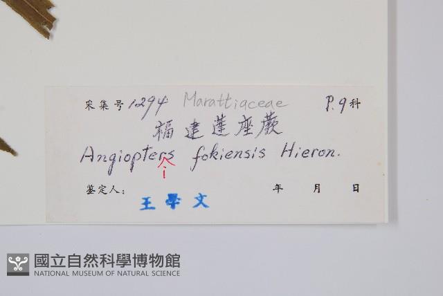 福建蓮座蕨藏品圖，第2張