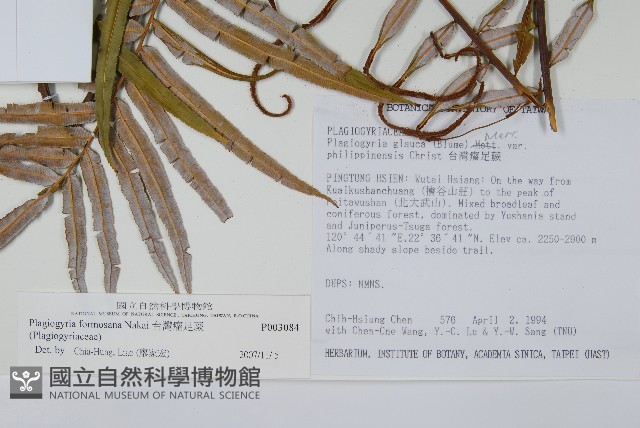 台灣瘤足蕨藏品圖，第2張