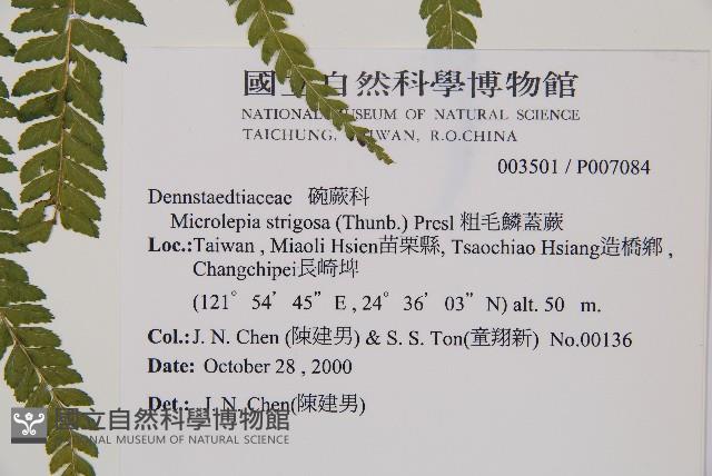 粗毛鱗蓋蕨藏品圖，第2張