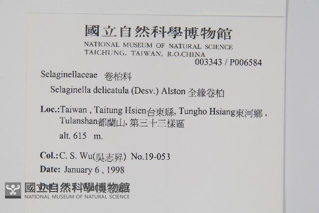 全緣卷柏藏品圖，第2張