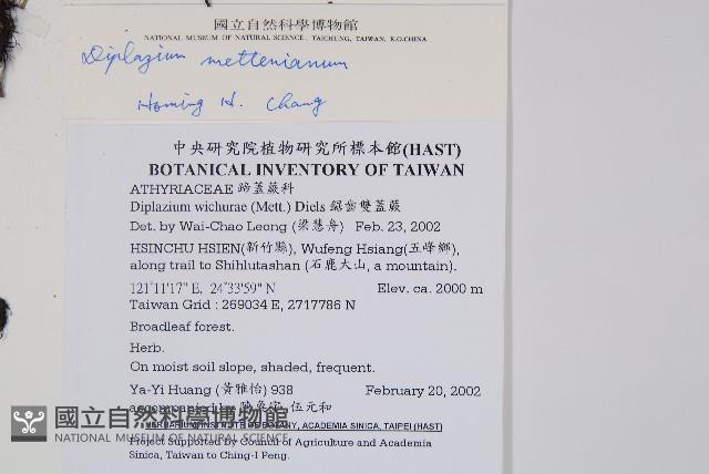 深山雙蓋蕨藏品圖，第2張