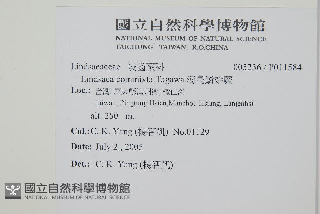 海島鱗始蕨藏品圖，第2張