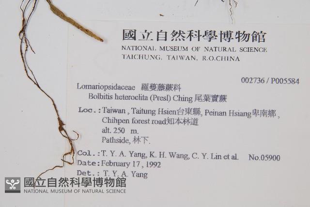 尾葉實蕨藏品圖，第2張