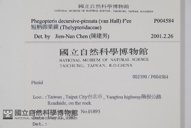 翅軸假金星蕨、短柄卵果蕨藏品圖，第2張