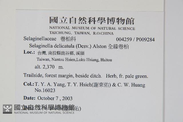 全緣卷柏藏品圖，第2張