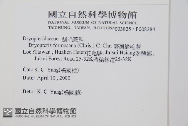 臺灣鱗毛蕨藏品圖，第2張