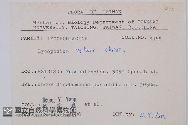 玉山石松藏品圖，第2張