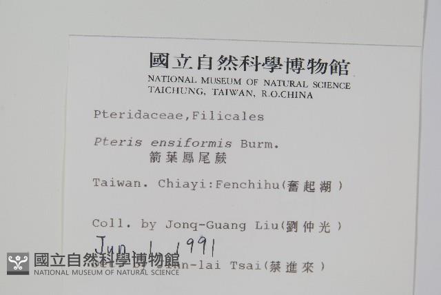 箭葉鳳尾蕨藏品圖，第2張