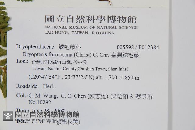 臺灣鱗毛蕨藏品圖，第2張