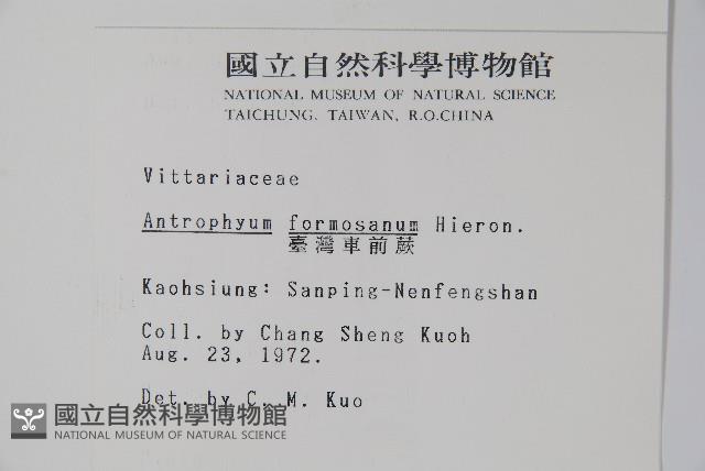 臺灣車前蕨藏品圖，第2張