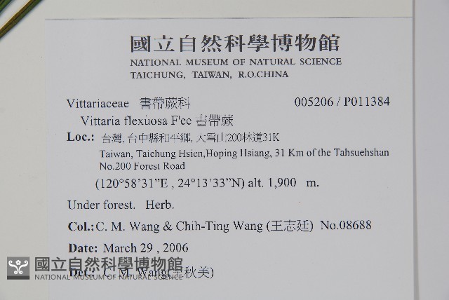 書帶蕨藏品圖，第2張