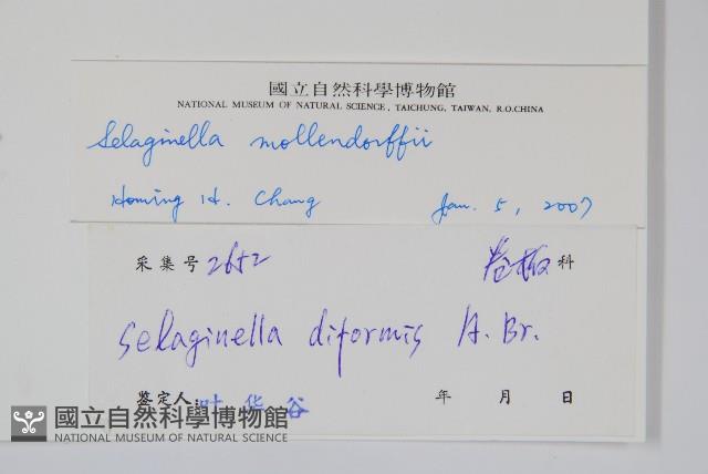 異葉卷柏藏品圖，第2張