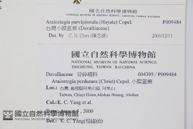 台灣小膜蓋蕨藏品圖，第2張