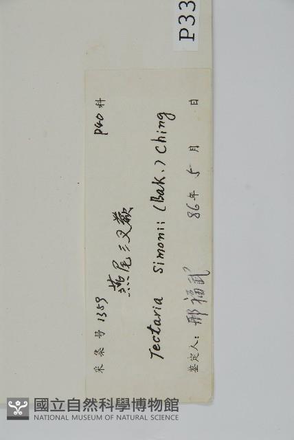 燕尾三叉蕨藏品圖，第2張