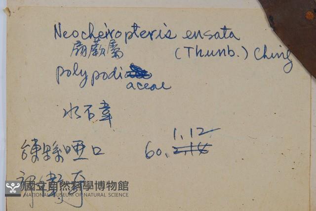 扇蕨藏品圖，第2張