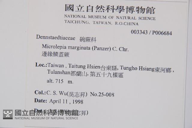 邊緣鱗蓋蕨藏品圖，第2張