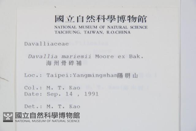 海州骨碎補藏品圖，第2張