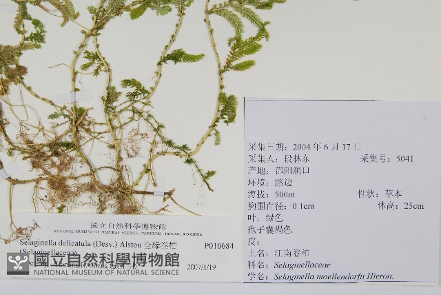 全緣卷柏藏品圖，第2張