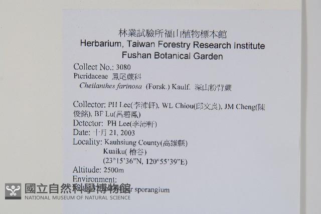 深山粉背蕨藏品圖，第2張