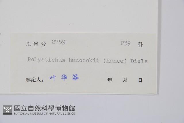 韓氏耳蕨藏品圖，第2張