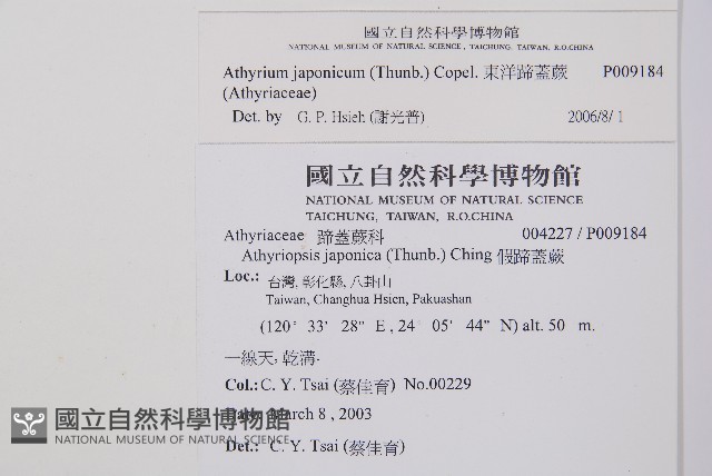 東洋蹄蓋蕨藏品圖，第2張