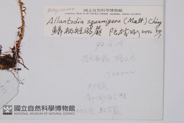 鱗柄短腸蕨藏品圖，第2張