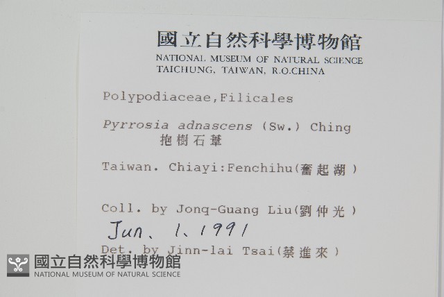 抱樹石葦藏品圖，第2張