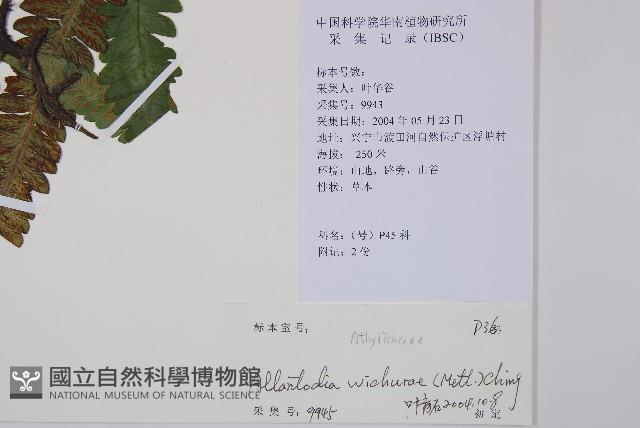 耳羽短腸蕨藏品圖，第5張