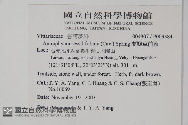 蘭嶼車前蕨藏品圖，第2張