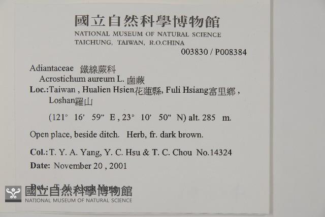 鹵蕨藏品圖，第2張