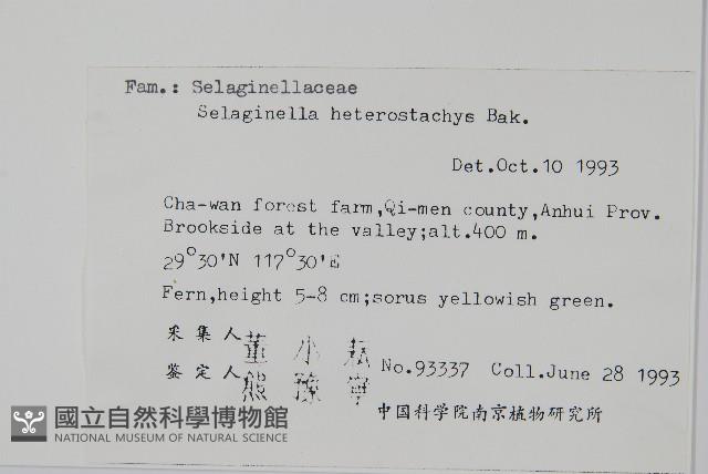 姬卷柏藏品圖，第2張